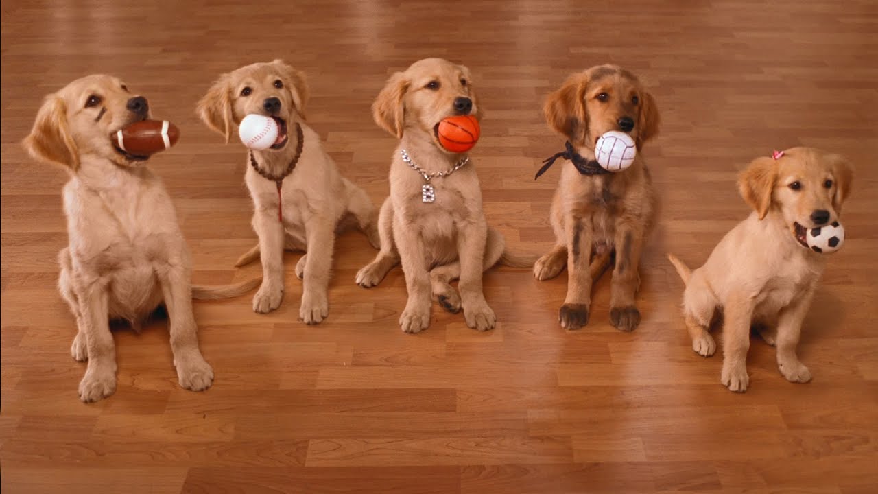 Air Buddies