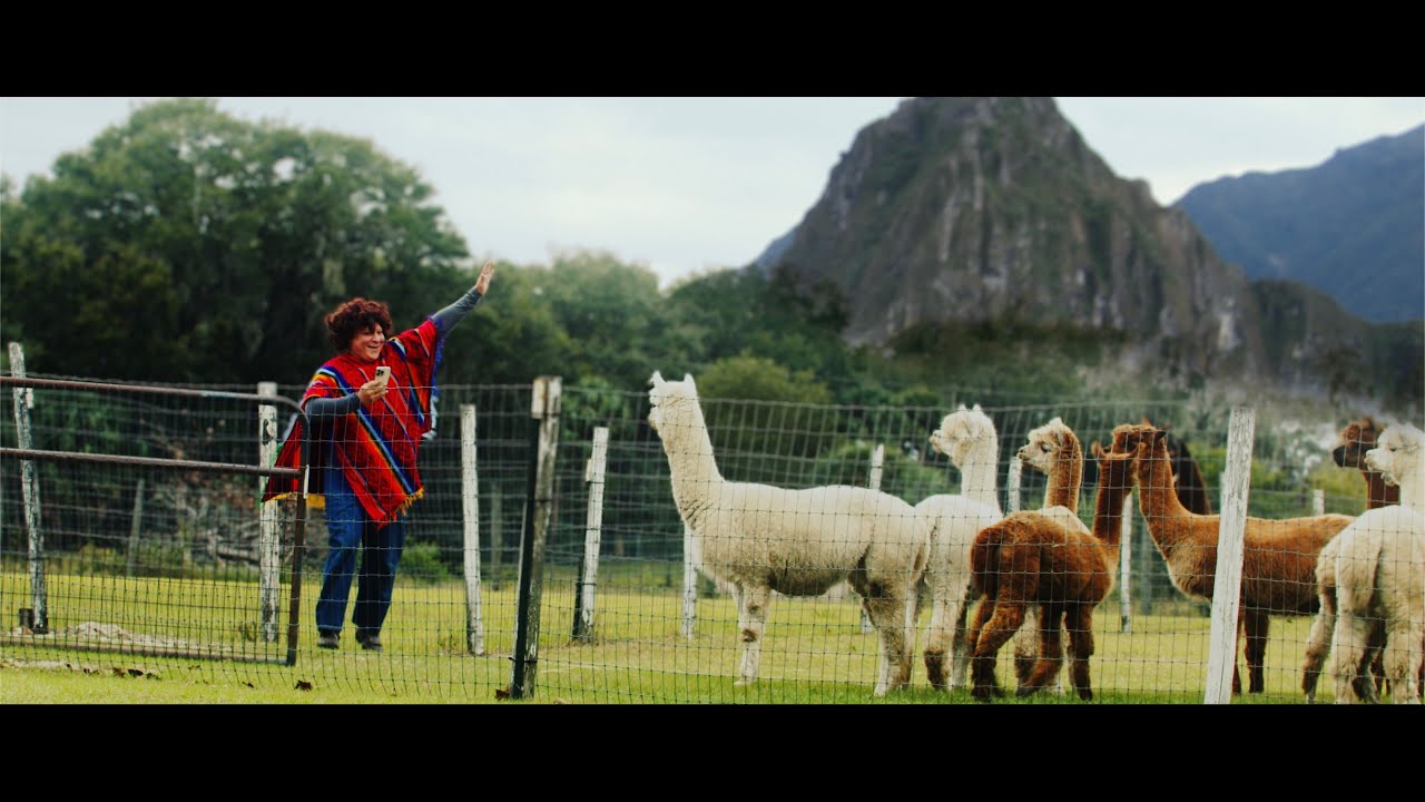Alpaca
