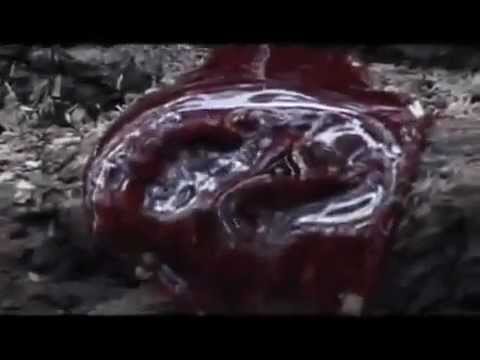 Severed