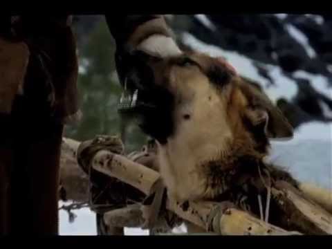 White Fang