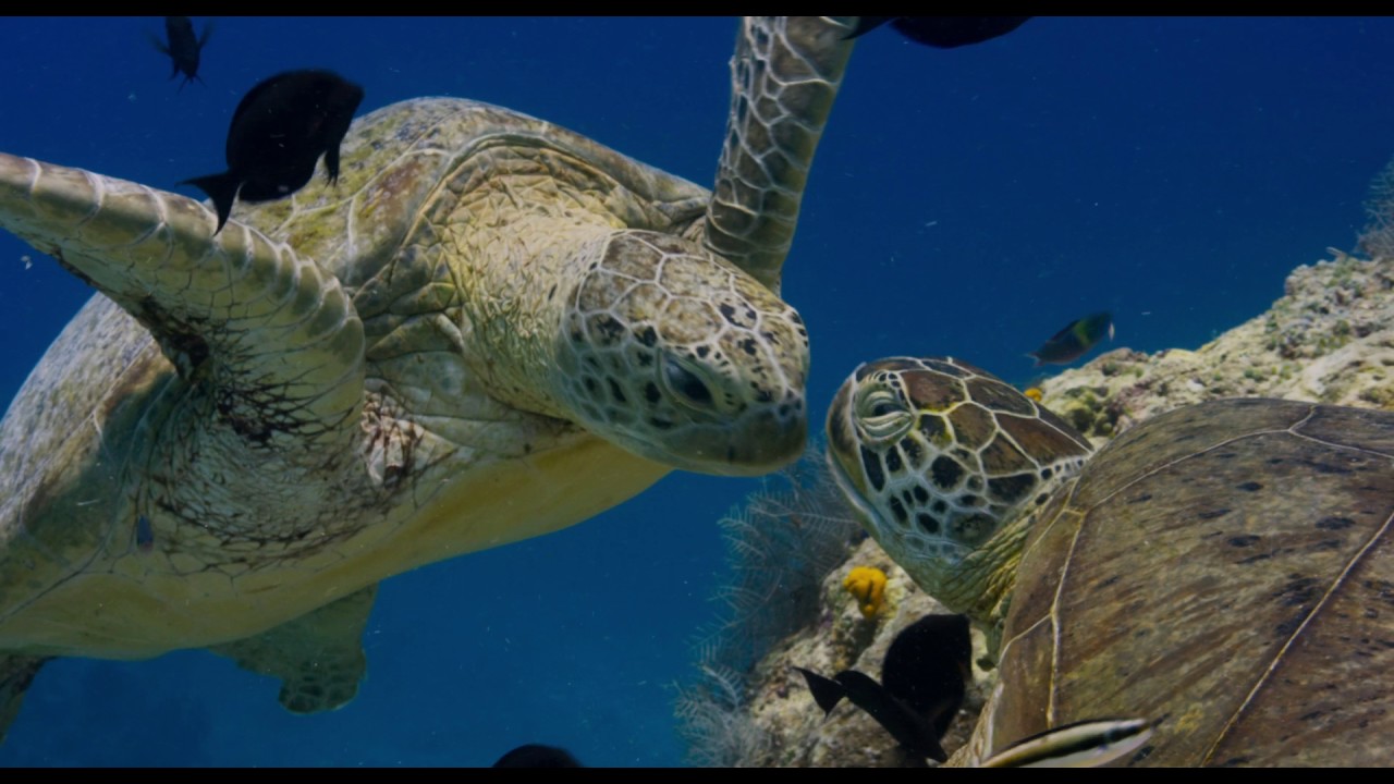 Dolphin Reef