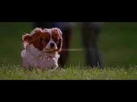 Underdog
