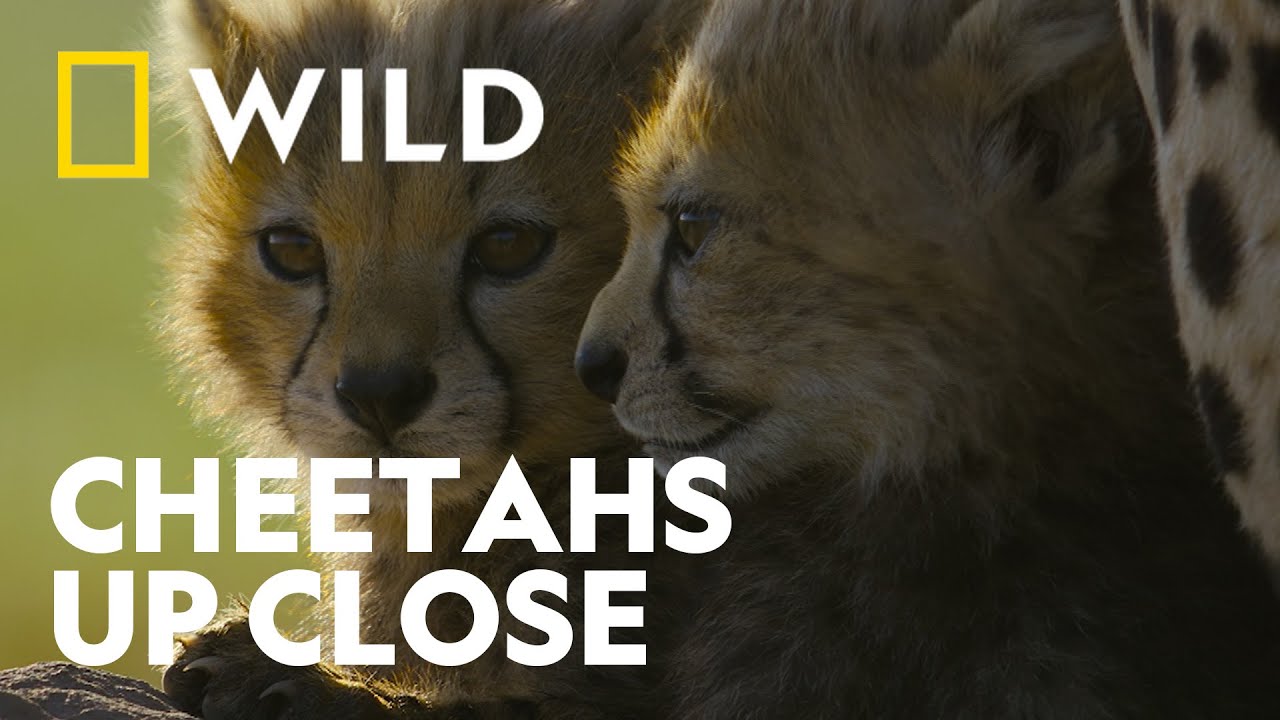 Cheetahs Up Close with Bertie Gregory