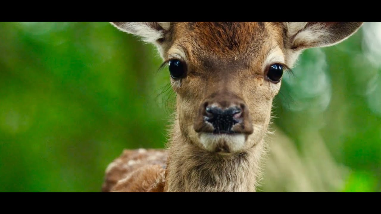 Bambi: A Tale of Life in the Woods
