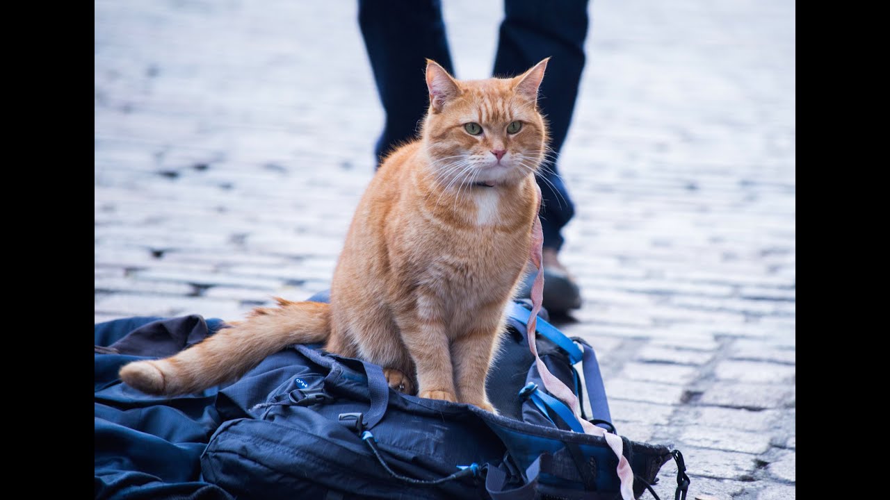 A Street Cat Named Bob