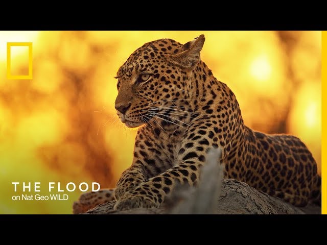 The Flood