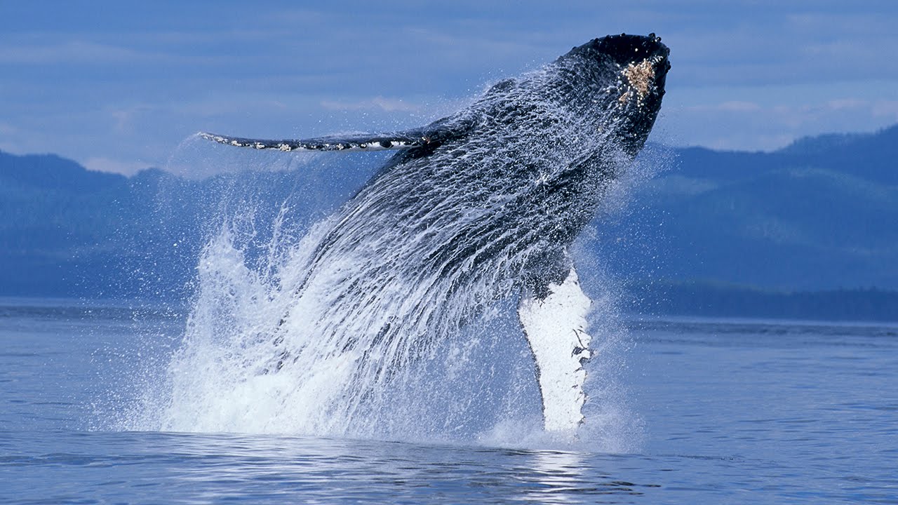 Humpback Whales