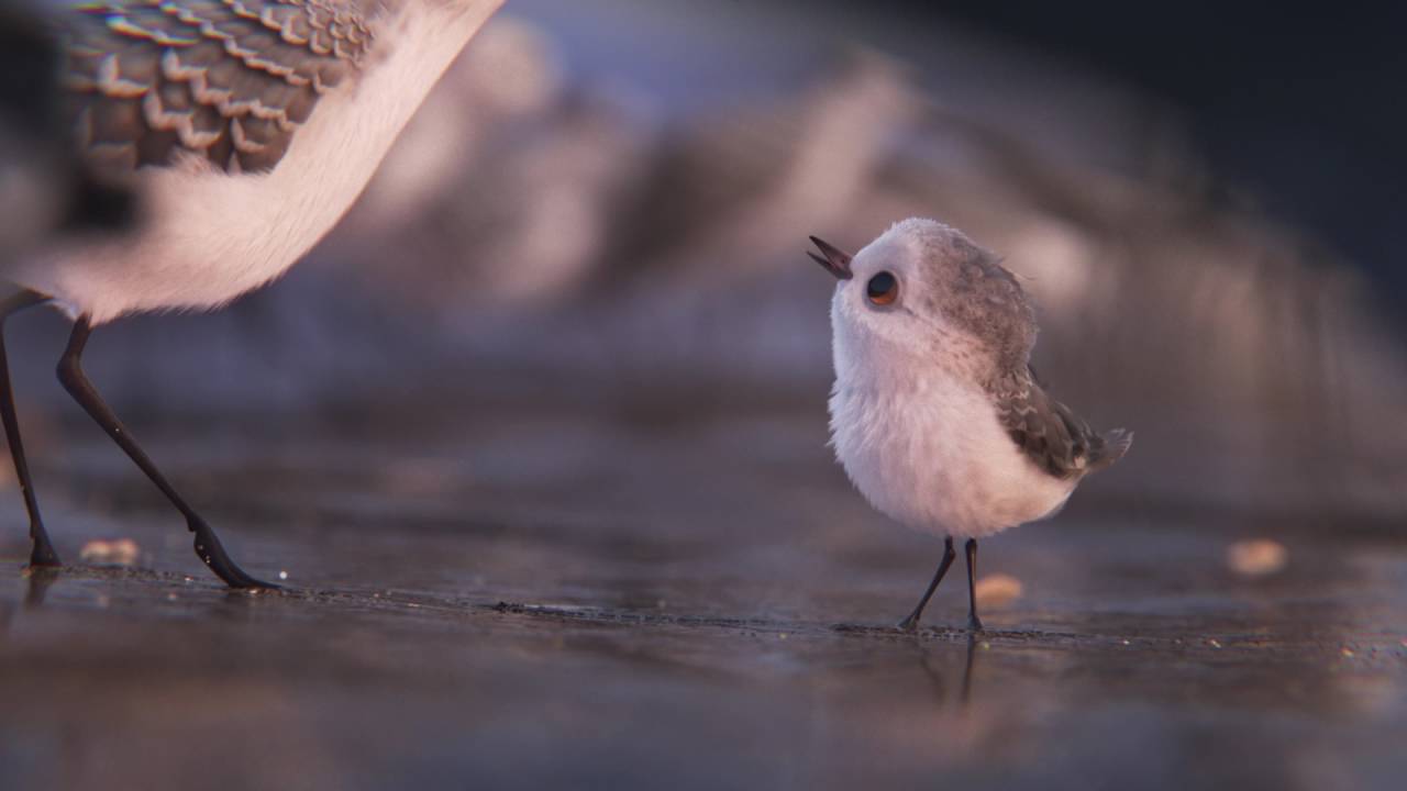 Piper