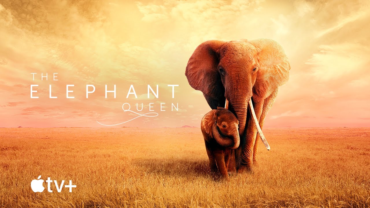 The Elephant Queen