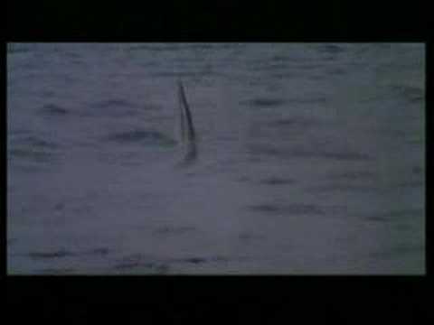 Cruel Jaws