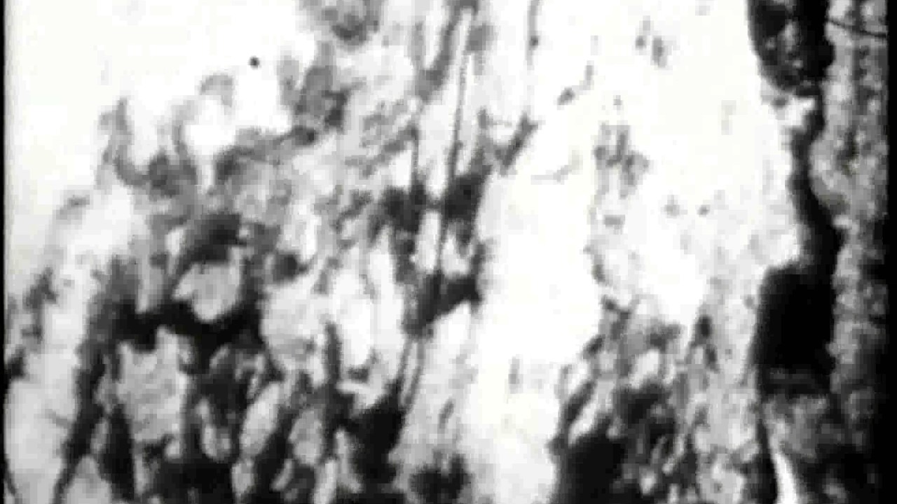Begotten