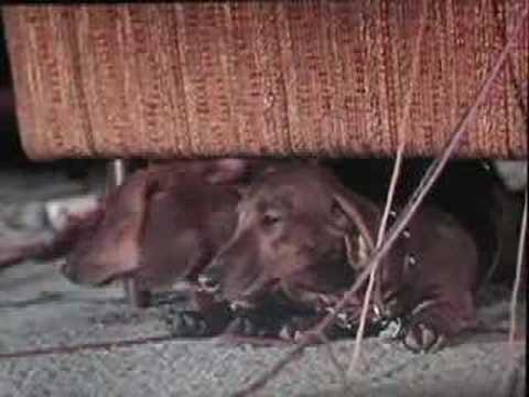 The Ugly Dachshund