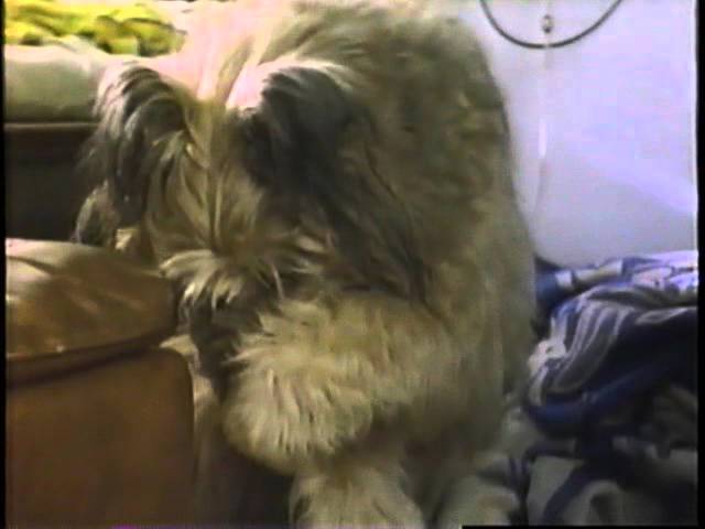 Top Dog