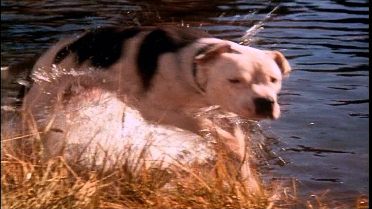 Homeward Bound: The Incredible Journey