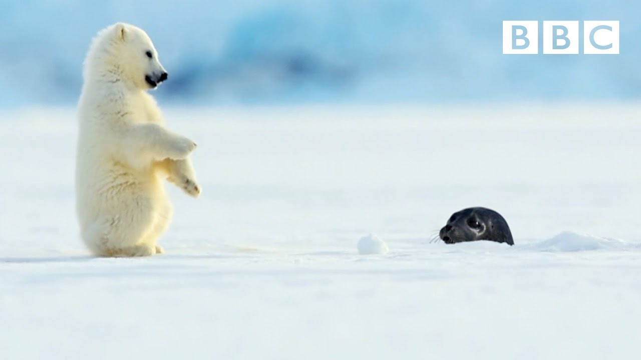 Snow Bears