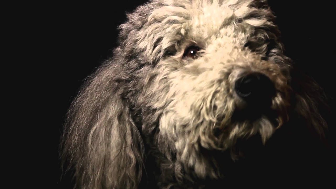 Heart of a Dog