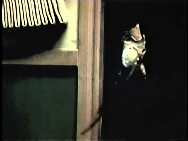 Mimic 2