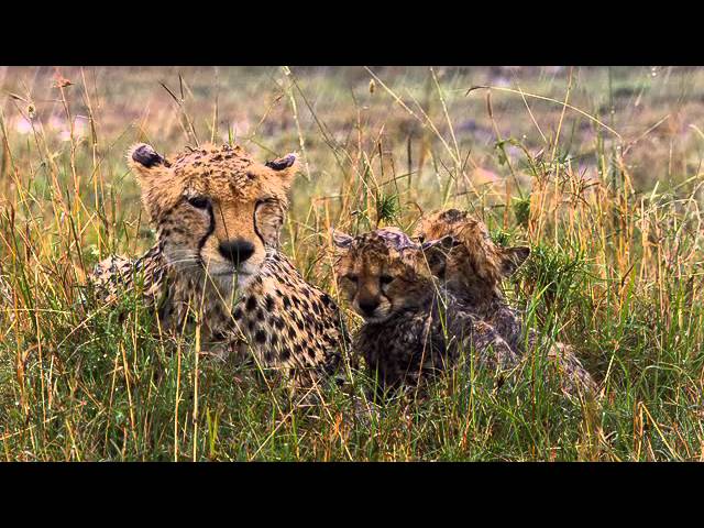 African Cats