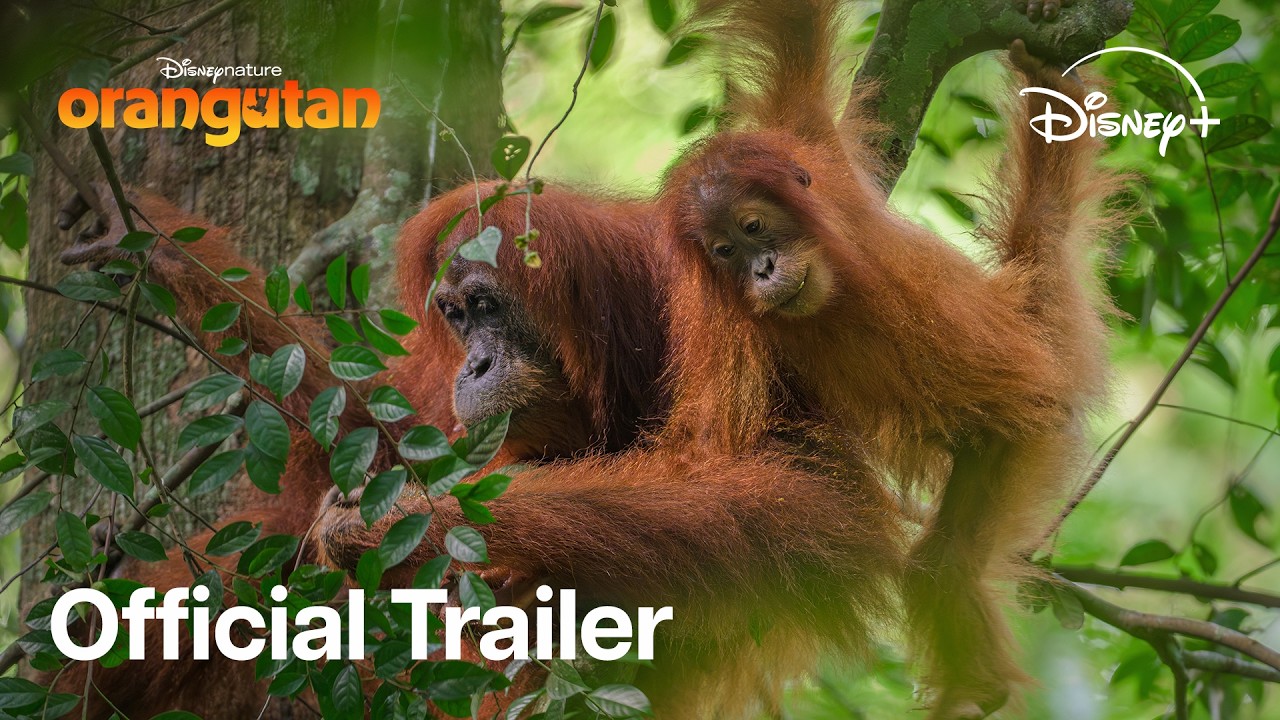Orangutan