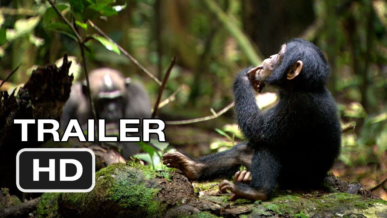 Chimpanzee