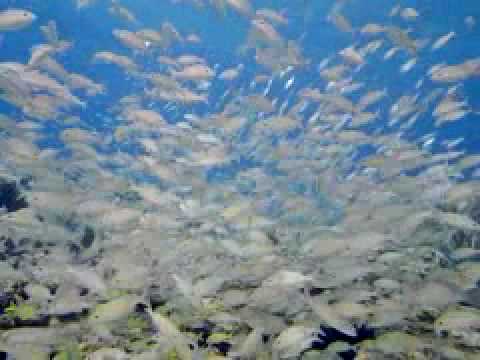 Deep Sea 3D
