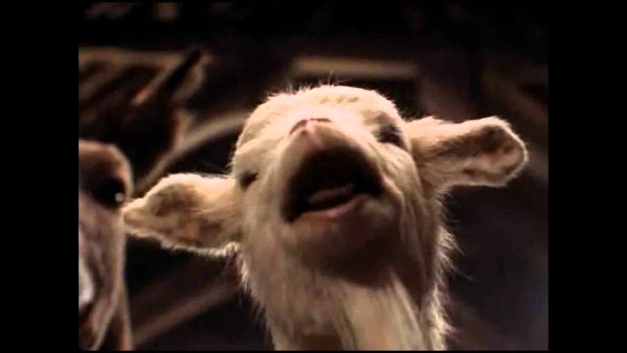 Animal Farm