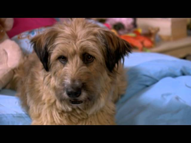 Dr. Dolittle: Tail to the Chief