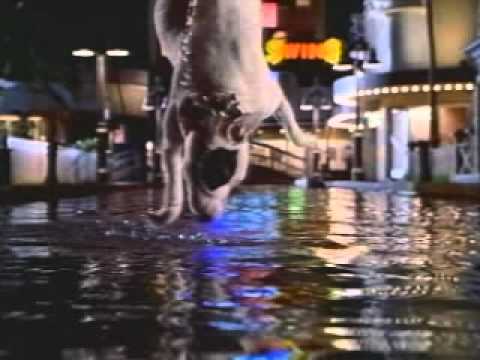 Babe: Pig in the City