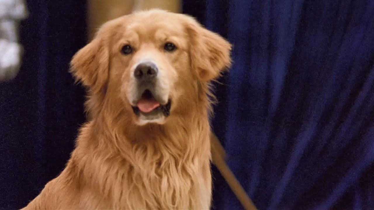 Air Bud: Spikes Back