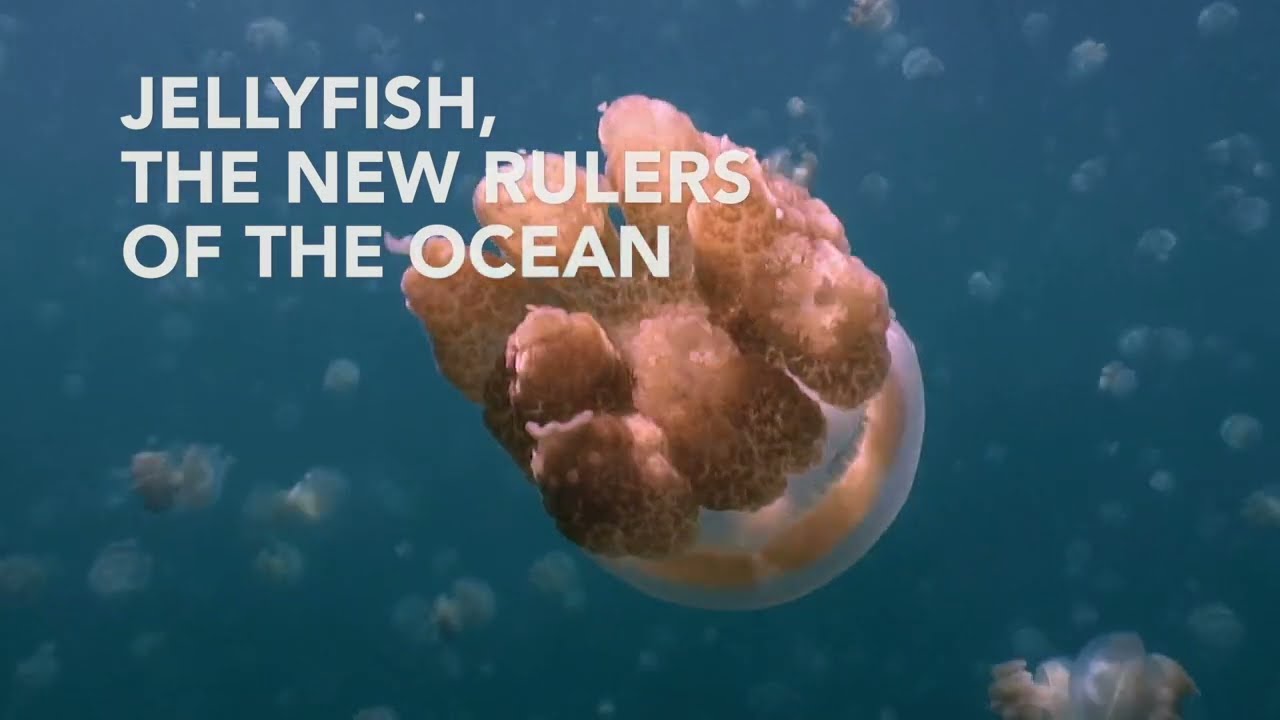 Jellyfish, The new Rulers of the Ocean