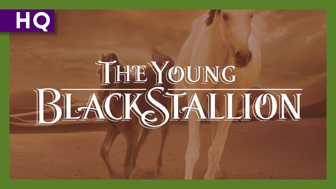 Young Black Stallion