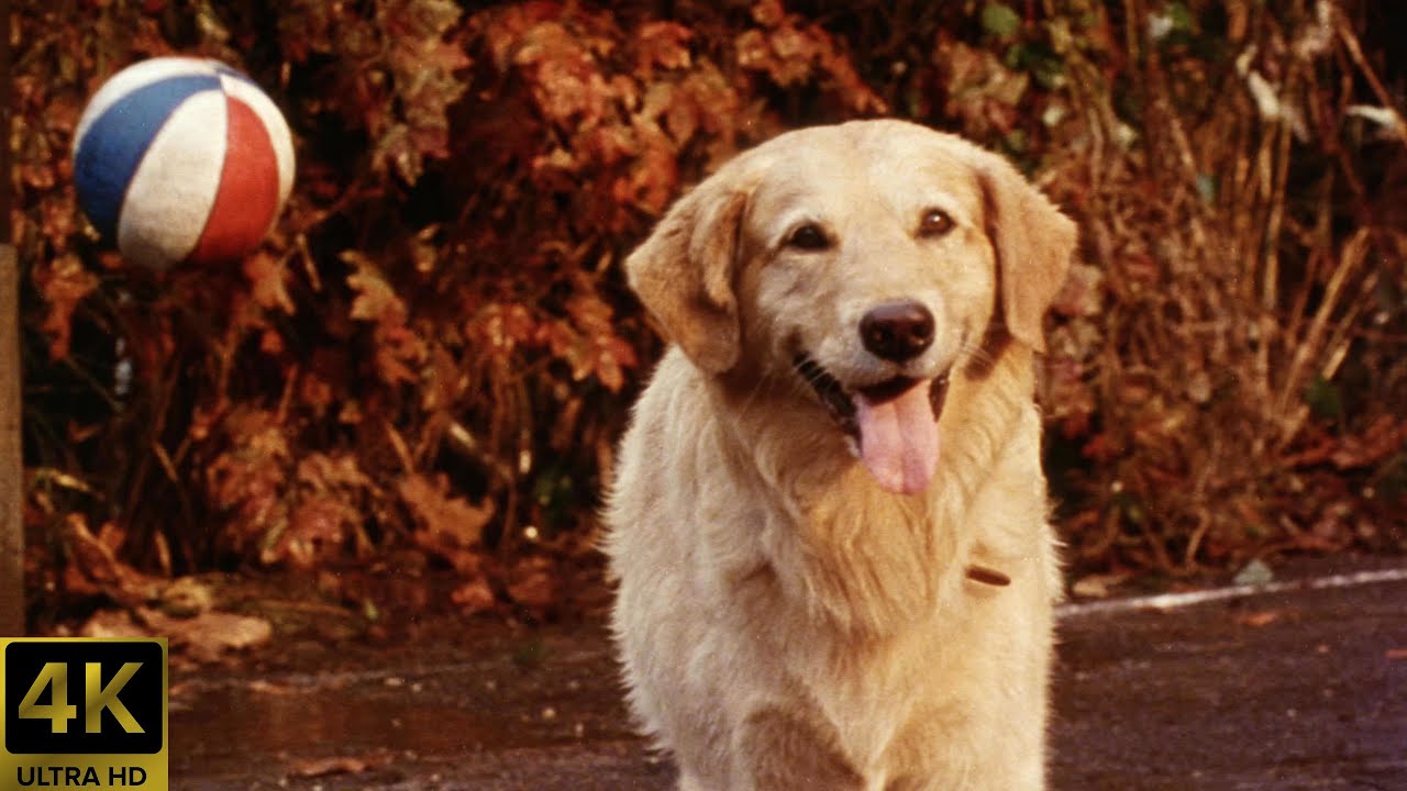 Air Bud