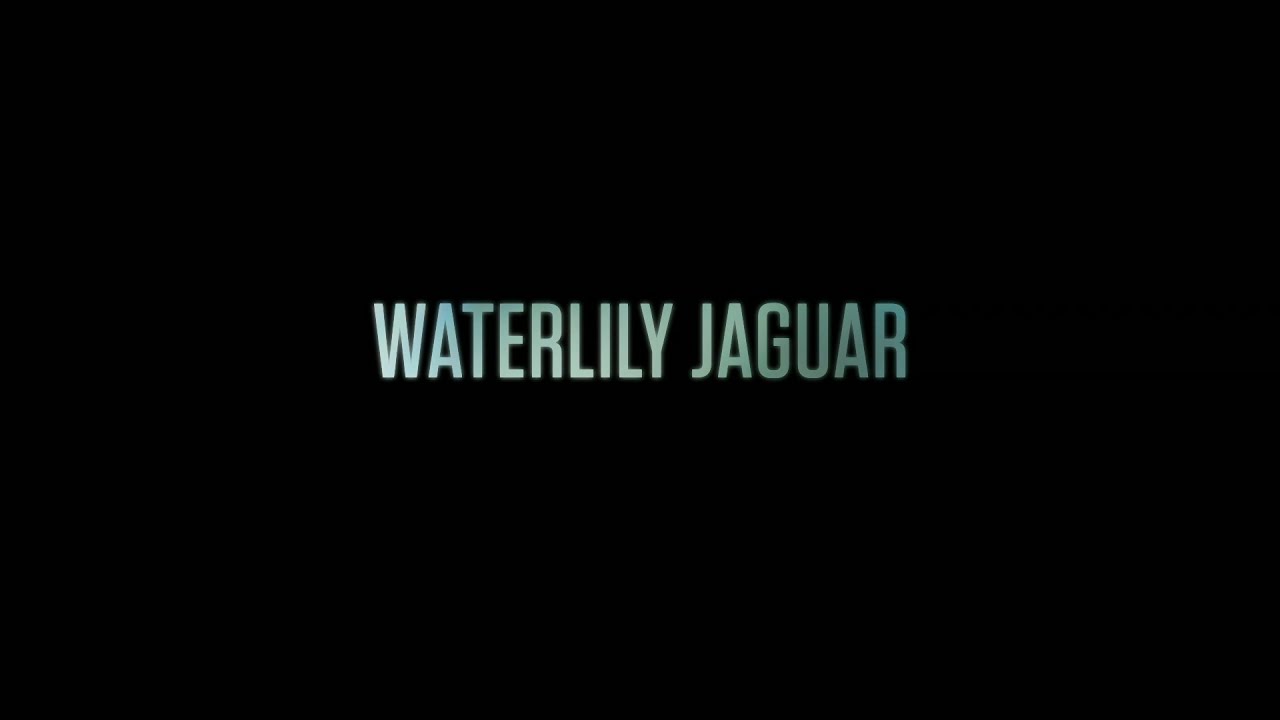 Waterlily Jaguar