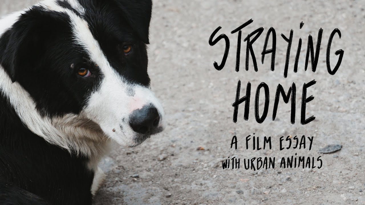 Straying home