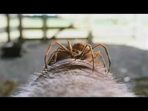 Charlotte's Web