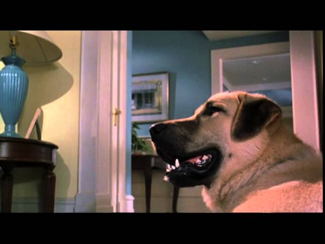 Cats & Dogs