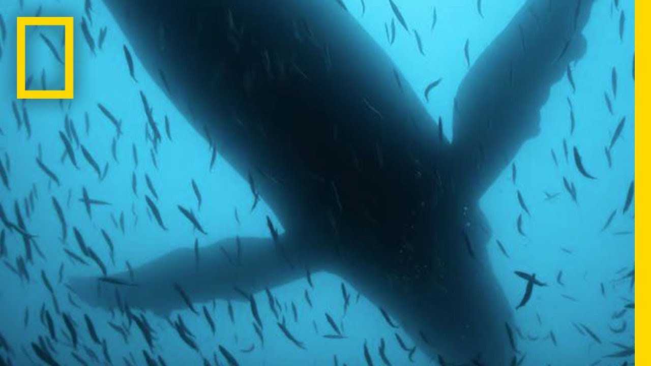 Sea of Shadows