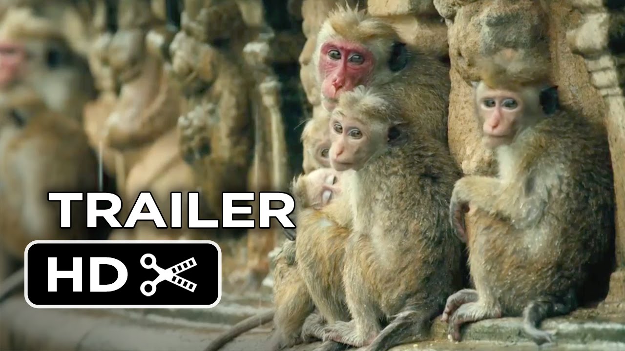 Monkey Kingdom