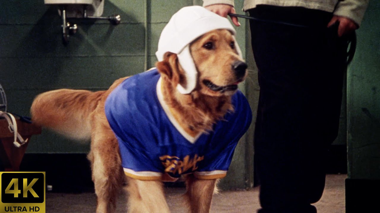 Air Bud: Golden Receiver