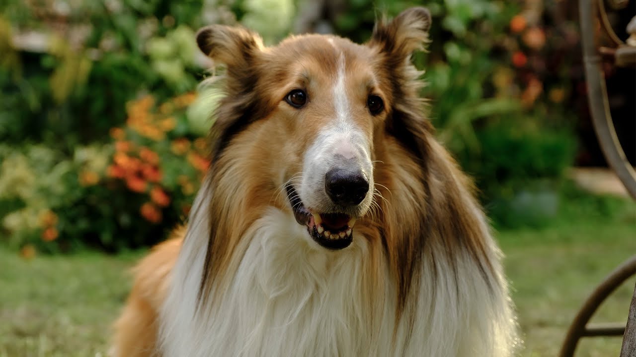 Lassie: A New Adventure