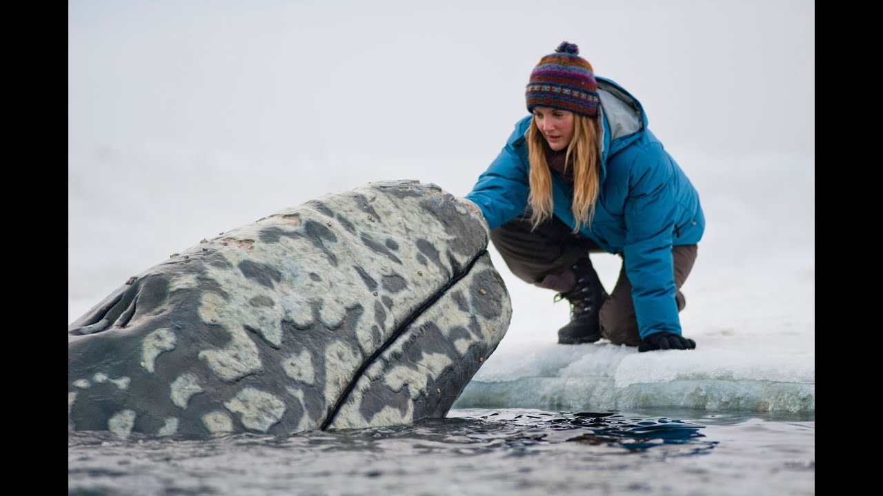 Big Miracle
