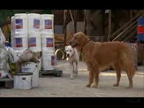 Homeward Bound II: Lost in San Francisco