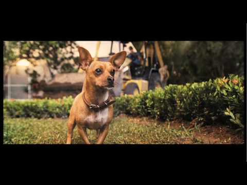 Beverly Hills Chihuahua
