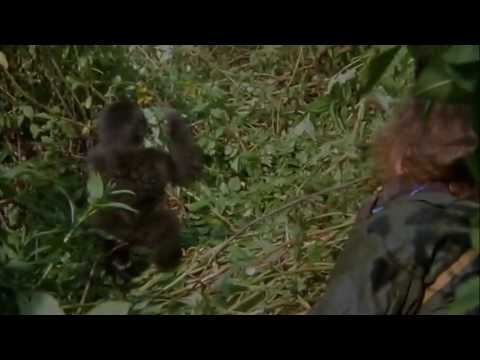 Gorillas in the Mist