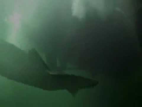 Kraken: Tentacles of the Deep