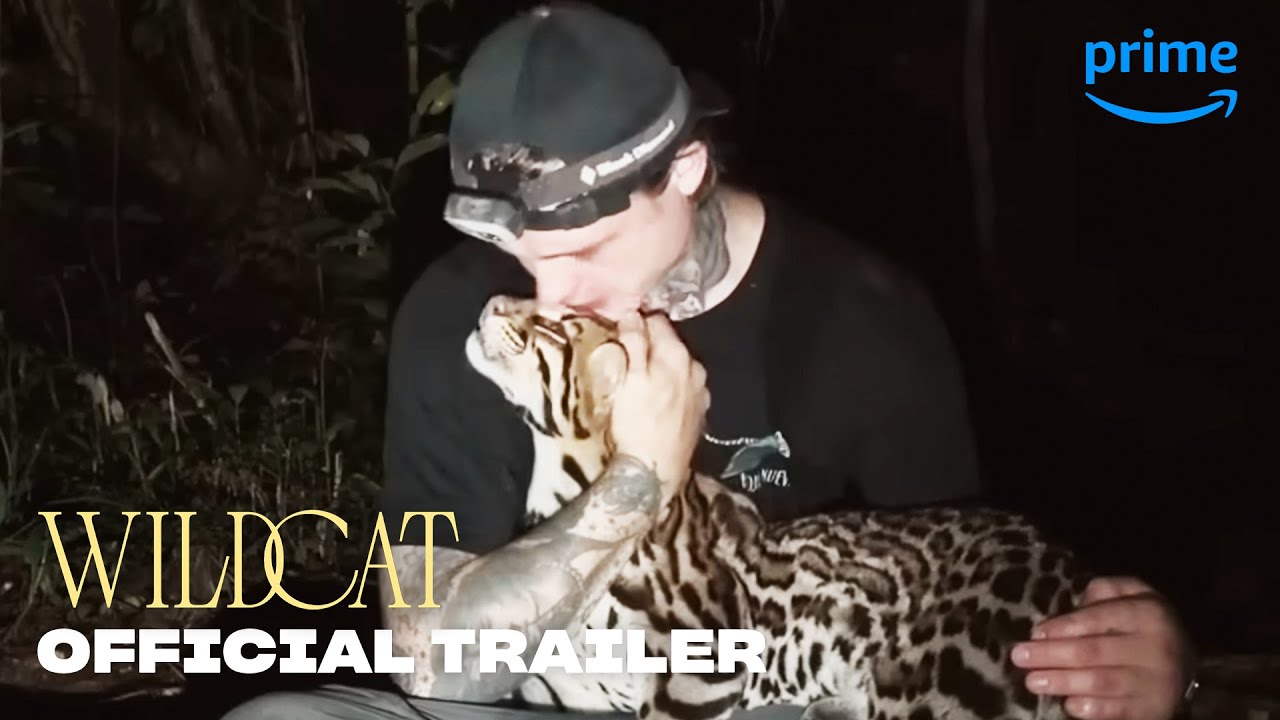 Wildcat