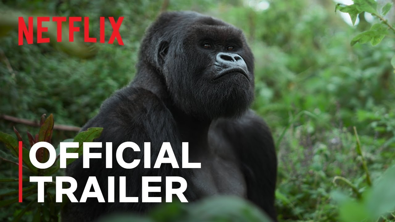 A Gorilla Story: Told by David Attenborough