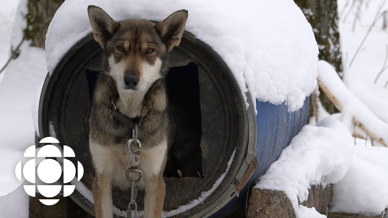 Sled Dogs