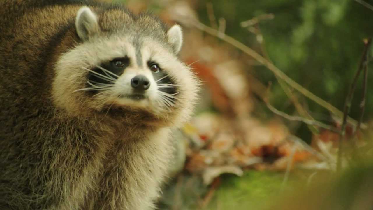 Against the Wild