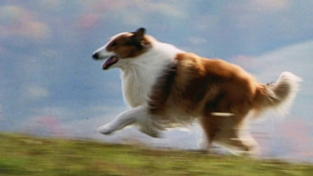Lassie
